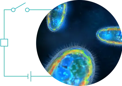 Bio-elektrochemische Brennstoffe