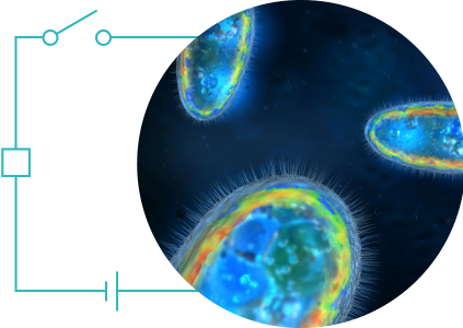 Bio-elektrochemische Brennstoffe